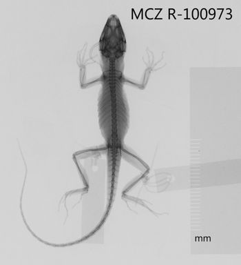 Media type: image;   Herpetology R-100973 Aspect: dorsoventral x-ray